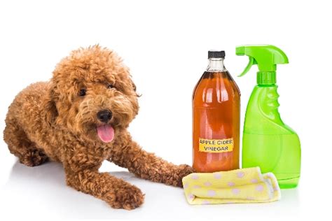 Let's Talk Apple Cider Vinegar for Dogs — Can You and Should You Use It ...