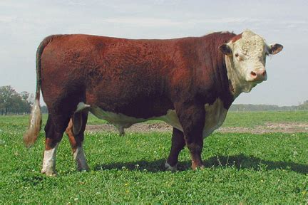 File:PolledHereford bull.jpg - Wikipedia