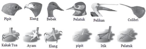 Tujuan Adaptasi Hewan dan Tumbuhan