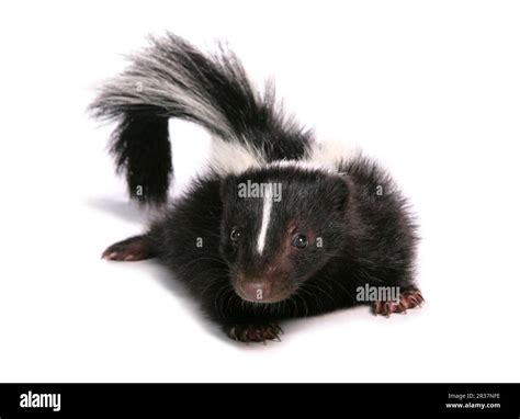 Striped skunk, striped skunks (Mephitis mephitis), skunk, skunks, marten-like, predators ...