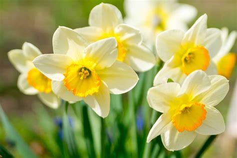 Jonquil vs Daffodil: Is There a Difference? - A-Z Animals