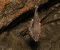 Lesser Horseshoe Bat Photos, Lesser Horseshoe Bat Images, Nature ...