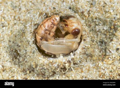 Antlion pupa hi-res stock photography and images - Alamy