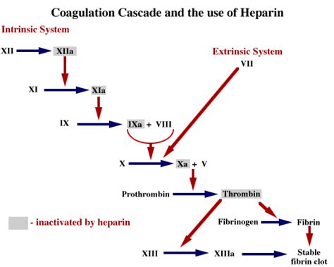 Coagulation Cascade Warfarin