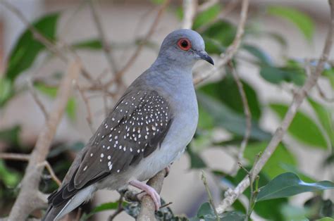 Diamond dove/ Geopelia cuneata - ZooChat