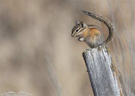 Least Chipmunk with its tail over its head – On The Wing Photography