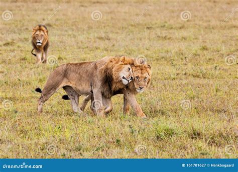 Male Lion in the Masai Mara Stock Image - Image of national, dangerous ...