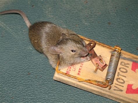 How to Trap a Mouse : 6 Steps - Instructables