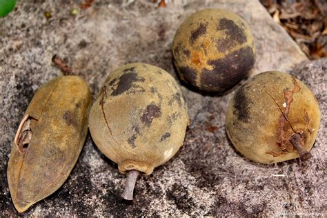 Seed pods of Adansonia gregorii - Australian Baobab, Austr… | Flickr