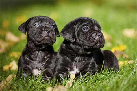 Buying A Puppy: What You Should Know - Drinkinmate