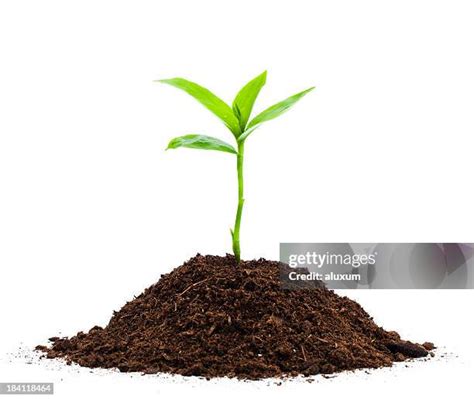 Growing Plant White Background Photos and Premium High Res Pictures ...