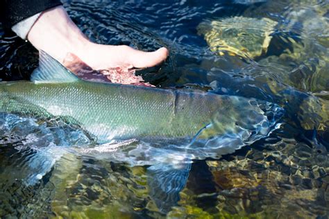 Skagit River Fishing Report 05-11-2018 - Fishing The Skagit