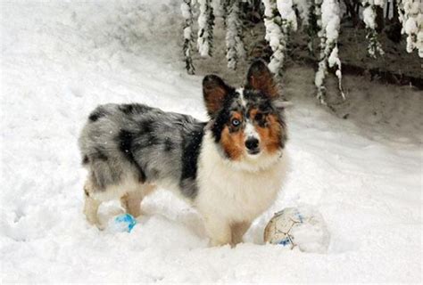 Interesting dog mixes - Corgi and Sheltie - Image Abyss