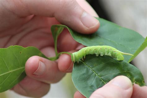 Waved Sphinx Caterpillar On Leaf 5 Free Stock Photo - Public Domain ...