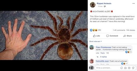 Giant huntsman spider image is a fake – Australian Associated Press