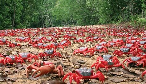 World Of Technology: The annual Christmas Island Red Crab migration