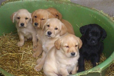 Golden Labrador (Golden Retriever x Lab) Info, Temperament, Puppies ...