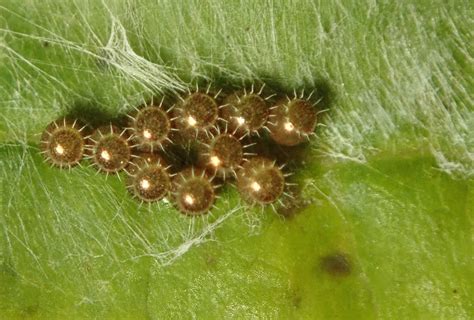 Springfield Plateau: Predatory Stink Bug Eggs