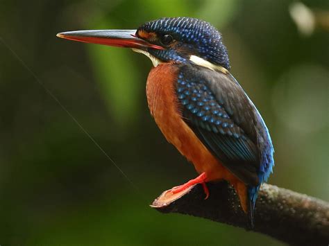 Blue-eared Kingfisher - eBird