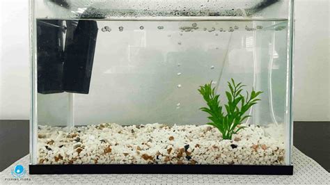 Can I Add More Gravel To My Fish Tank? [Fish Tank DIY}