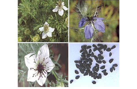 Nigella sativa whole plant, flower, and seeds | Download Scientific Diagram