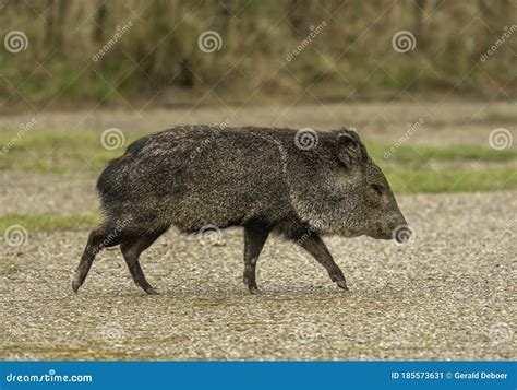 Collared Peccary Couple Sleeping Together, Tropical Animal Specie From America Royalty-Free ...