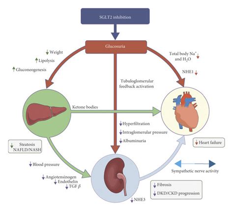 Mechanism of action of diabetes medications on multiple organ systems ...