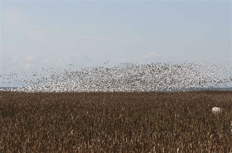 Snow Geese flock – Jen Gfeller Nature Photography