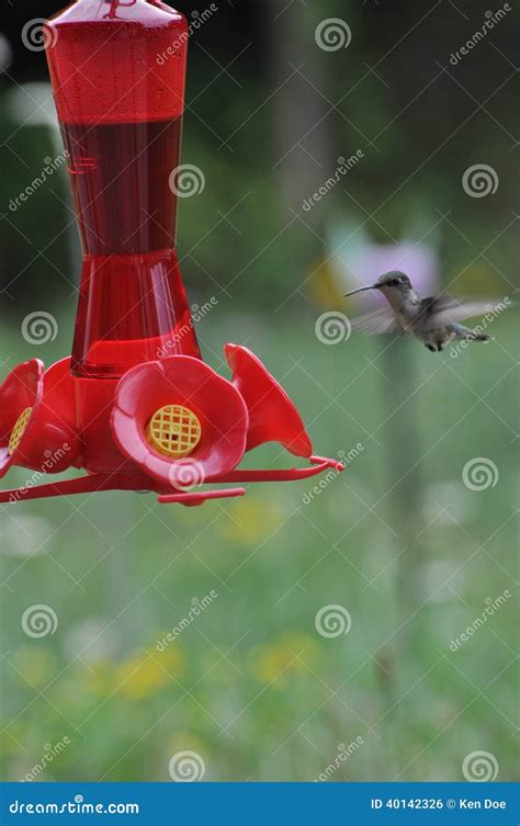 Hummingbird stock photo. Image of feeder, animal, hummingbird - 40142326