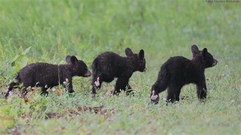 Smoky Mountains National Park, Cubs on the run. Tripod Travelers Wildlife and Nature Photography ...