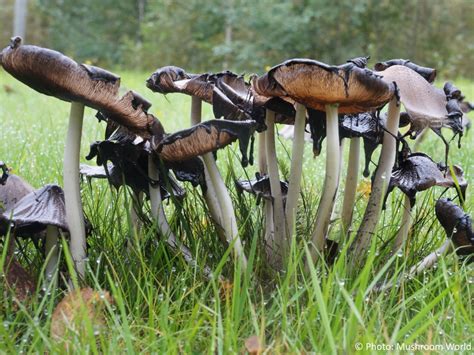 Coprinopsis atramentaria - Mushroom World