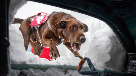 How these dogs are trained to save lives in an avalanche