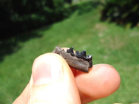 Very Rare Weasel Mandible with Two Teeth | Recently Sold | FOSSILS ...