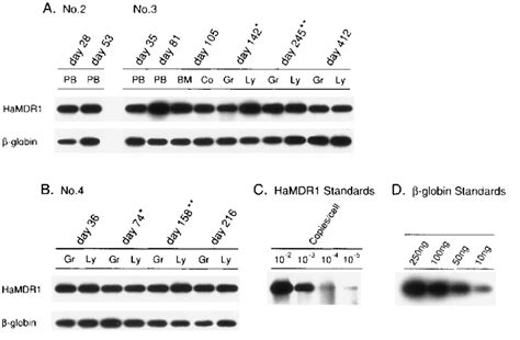 Detection of provirus DNA in peripheral blood cells or bone marrow ...