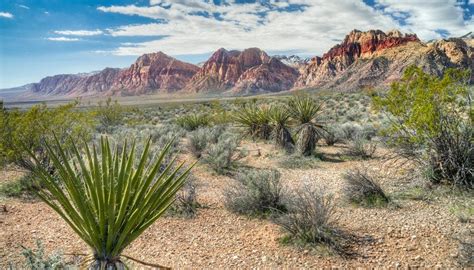 How living things adapt to the desert en | by mohammed ratlami | Medium