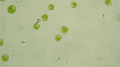 Chlamydomonas flagellated green algae - YouTube