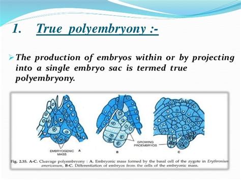 Polyembryony