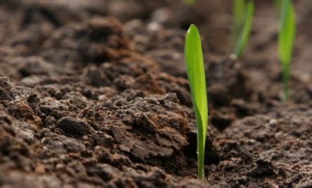 HOW TO GROW BANANA TREES FROM SEED |The Garden of Eaden