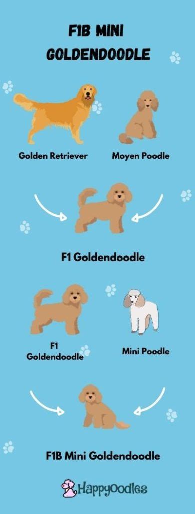 f1b miniature goldendoodle size - In Agreement Journal Picture Gallery