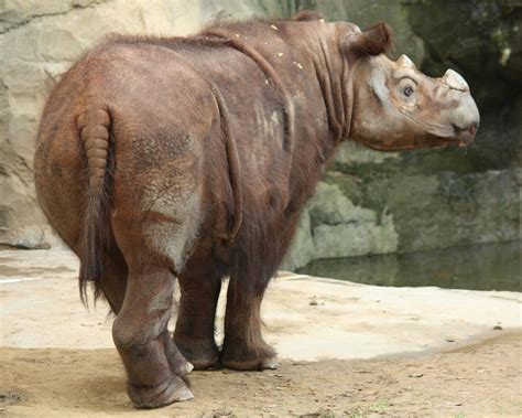 Sumatran Rhino Facts, Habitat, Diet, Life Cycle, Baby, Pictures