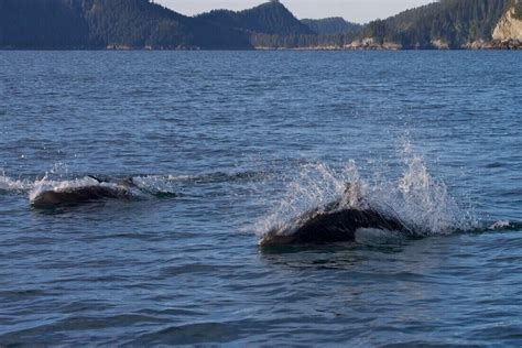 Dall's Porpoise Facts — SeaDoc Society