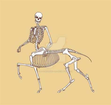 Centaur Skeleton by Wyn-de-Weynilard on DeviantArt