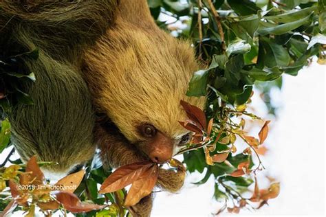 82893-Baby-3-toed-sloth-eating-leaves | Jim Tchobanoff | Flickr