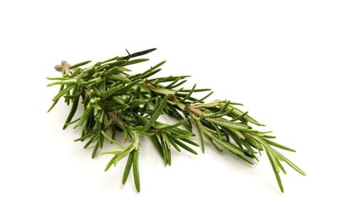 Rosemary sprig stock image. Image of background, ingredient - 12013243