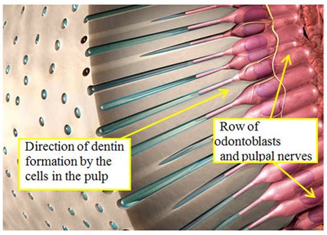 Endodontics Flashcards | Quizlet