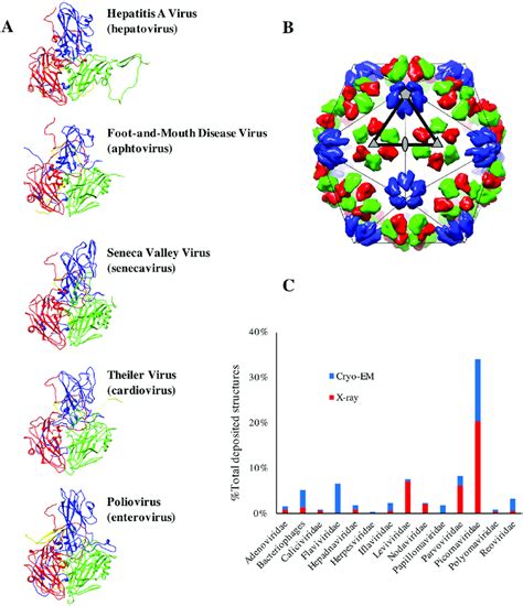 Picornavirus architectures. (A) Picornavirus capsids are assembled from... | Download Scientific ...