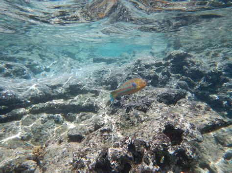 Snorkeling at Sharks Cove | Hawaii Aloha Travel