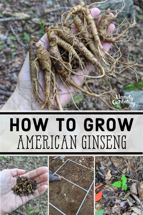 How to Grow Ginseng from Seed or Rootlets - Unruly Gardening