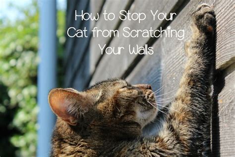 Kitties scratching up your house, walls and furniture? Find out the ...