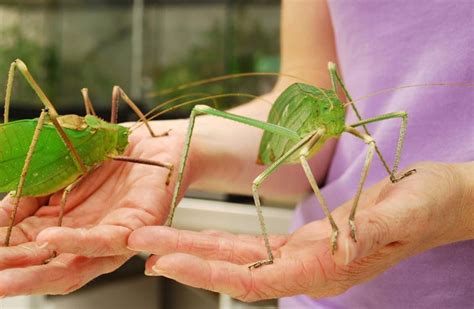 Giant Malaysian Katydid | All Species Wiki | FANDOM powered by Wikia